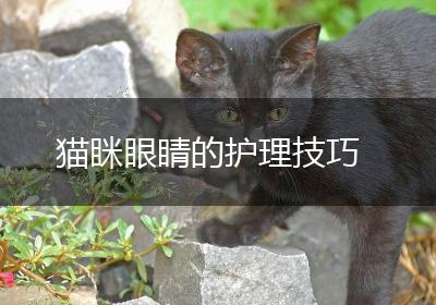 猫眯眼睛的护理技巧