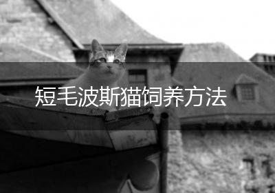 短毛波斯猫饲养方法