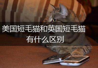 美国短毛猫和英国短毛猫有什么区别