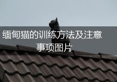 缅甸猫的训练方法及注意事项图片