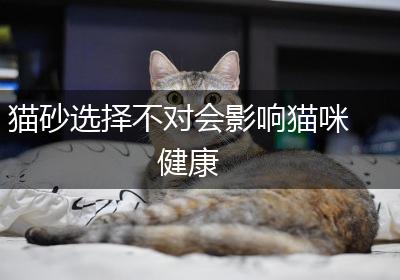 猫砂选择不对会影响猫咪健康