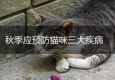 秋季应预防猫咪三大疾病