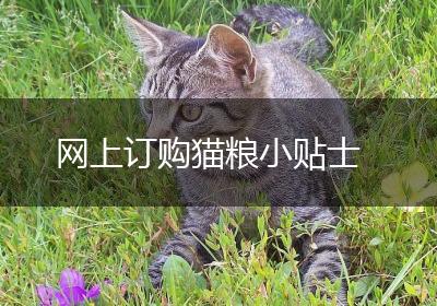网上订购猫粮小贴士