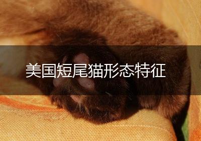 美国短尾猫形态特征