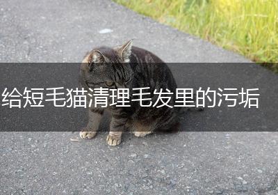 给短毛猫清理毛发里的污垢