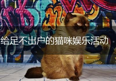 给足不出户的猫咪娱乐活动