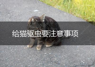 给猫驱虫要注意事项