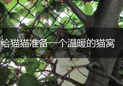 给猫猫准备一个温暖的猫窝