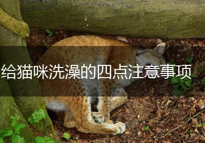 给猫咪洗澡的四点注意事项