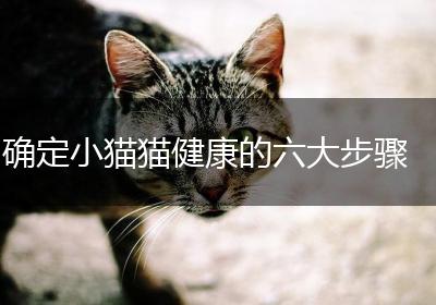 确定小猫猫健康的六大步骤