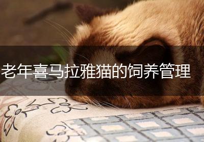 老年喜马拉雅猫的饲养管理