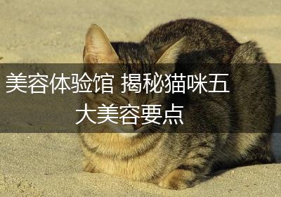 美容体验馆 揭秘猫咪五大美容要点