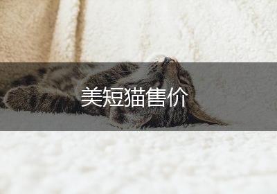 美短猫售价