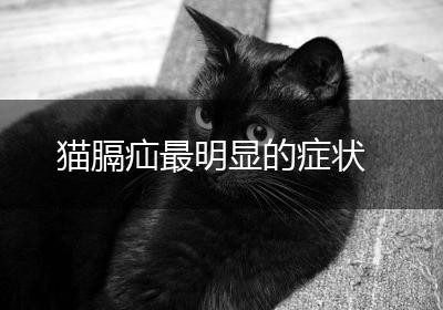 猫膈疝最明显的症状