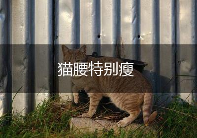 猫腰特别瘦