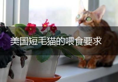 美国短毛猫的喂食要求