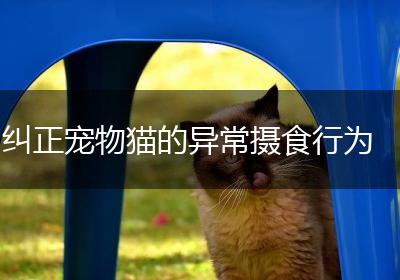 纠正宠物猫的异常摄食行为