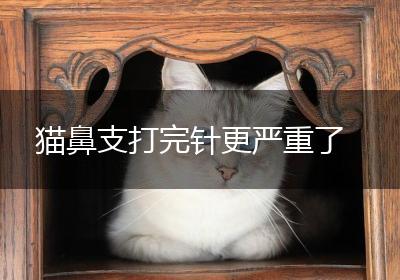 猫鼻支打完针更严重了