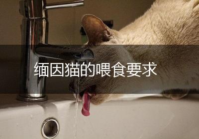 缅因猫的喂食要求