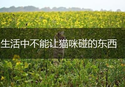 生活中不能让猫咪碰的东西