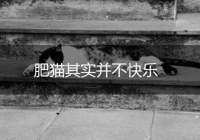 肥猫其实并不快乐