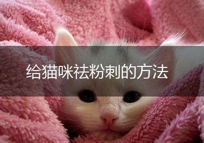 给猫咪祛粉刺的方法