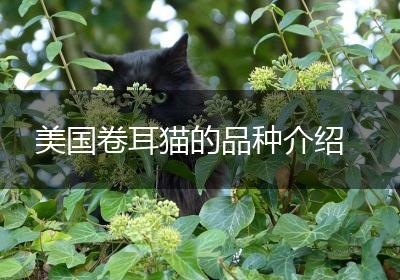 美国卷耳猫的品种介绍