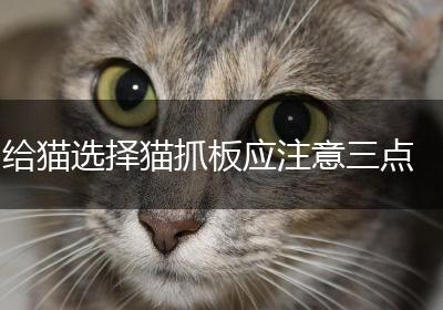 给猫选择猫抓板应注意三点