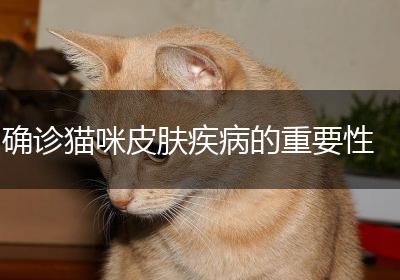 确诊猫咪皮肤疾病的重要性