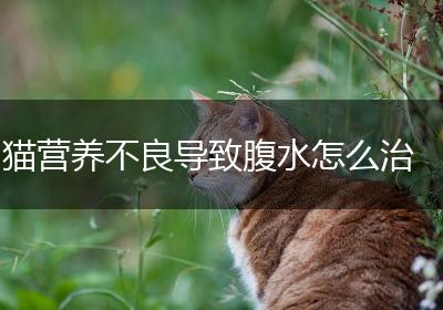 猫营养不良导致腹水怎么治