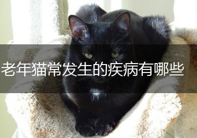 老年猫常发生的疾病有哪些