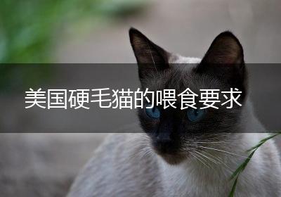 美国硬毛猫的喂食要求