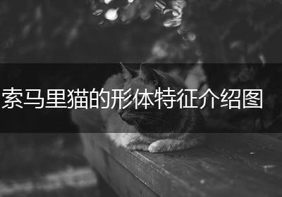 索马里猫的形体特征介绍图