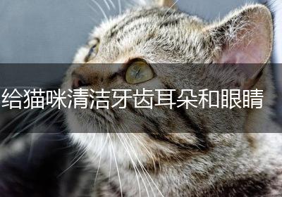 给猫咪清洁牙齿耳朵和眼睛
