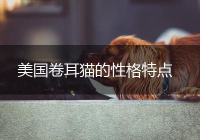 美国卷耳猫的性格特点
