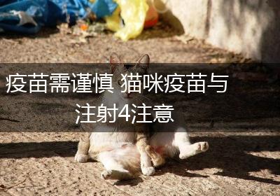疫苗需谨慎 猫咪疫苗与注射4注意