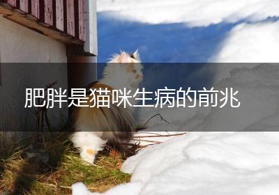 肥胖是猫咪生病的前兆