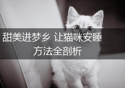 甜美进梦乡 让猫咪安睡方法全剖析