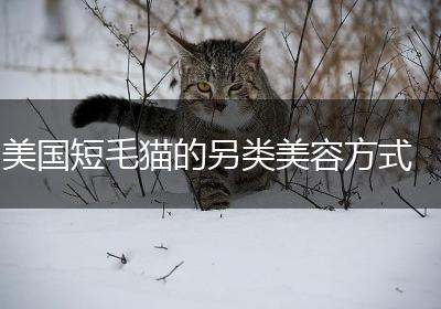 美国短毛猫的另类美容方式