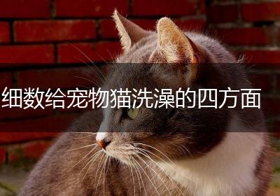 细数给宠物猫洗澡的四方面