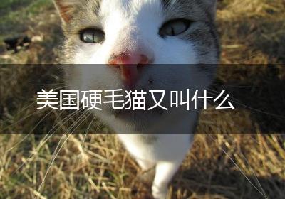 美国硬毛猫又叫什么