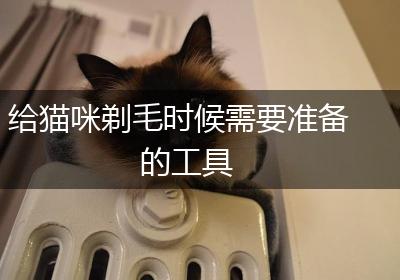 给猫咪剃毛时候需要准备的工具