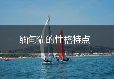 缅甸猫的性格特点