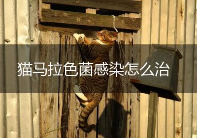 猫马拉色菌感染怎么治