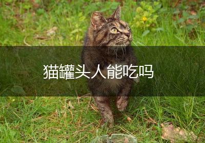 猫罐头人能吃吗