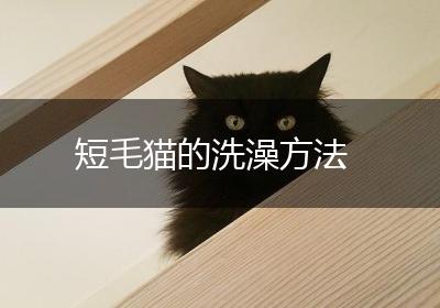 短毛猫的洗澡方法