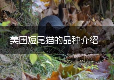 美国短尾猫的品种介绍