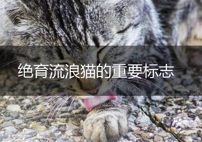 绝育流浪猫的重要标志