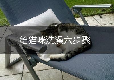 给猫咪洗澡六步骤