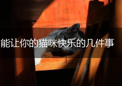 能让你的猫咪快乐的几件事